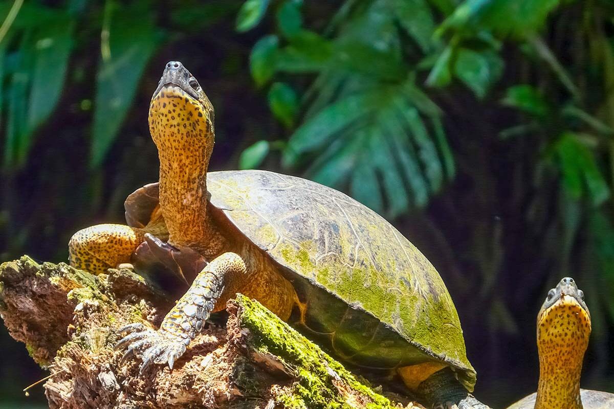 Turtles in Tortuguero National Park in Costa Rica