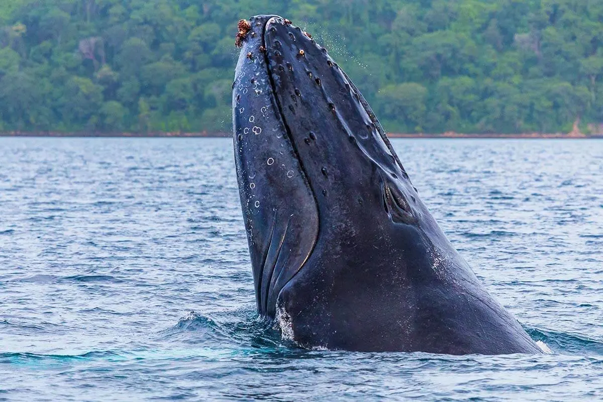 Whale watching in Uvita Costa Rica