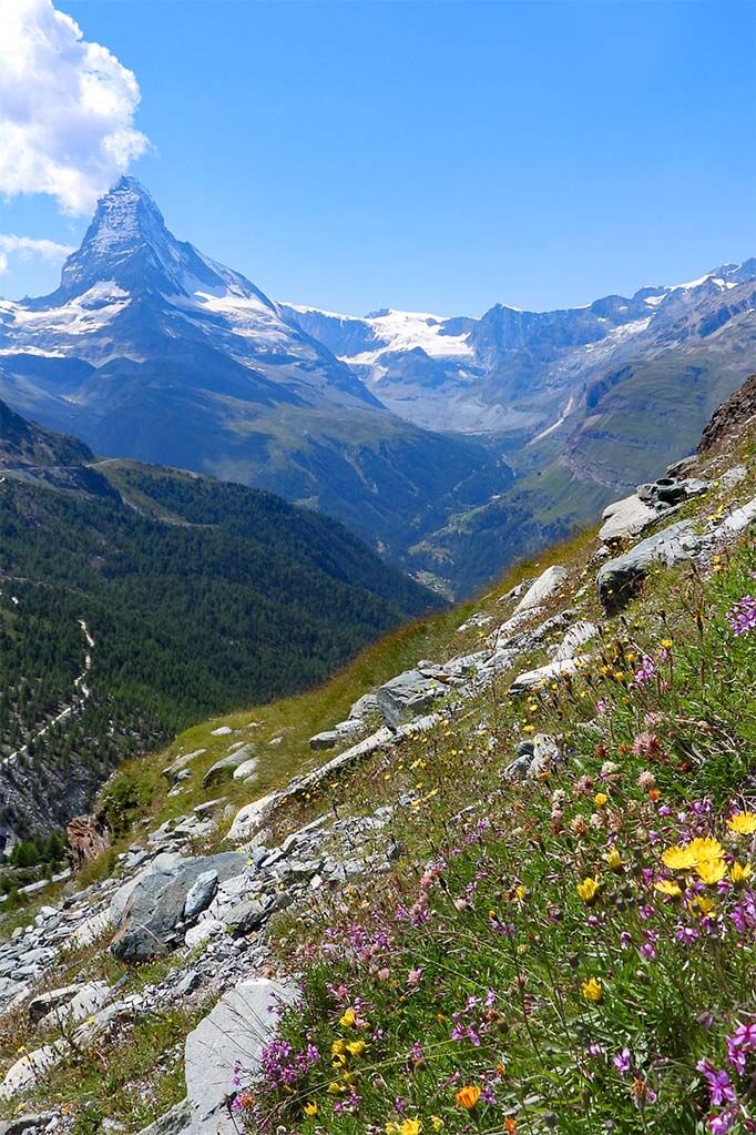 Matterhorn mountain and summer flowers