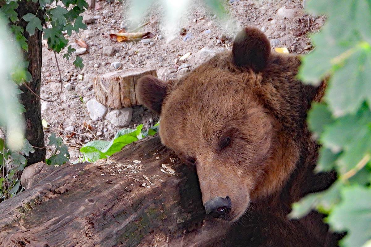 Brown bear in Bern (Bärengraben bear pit)