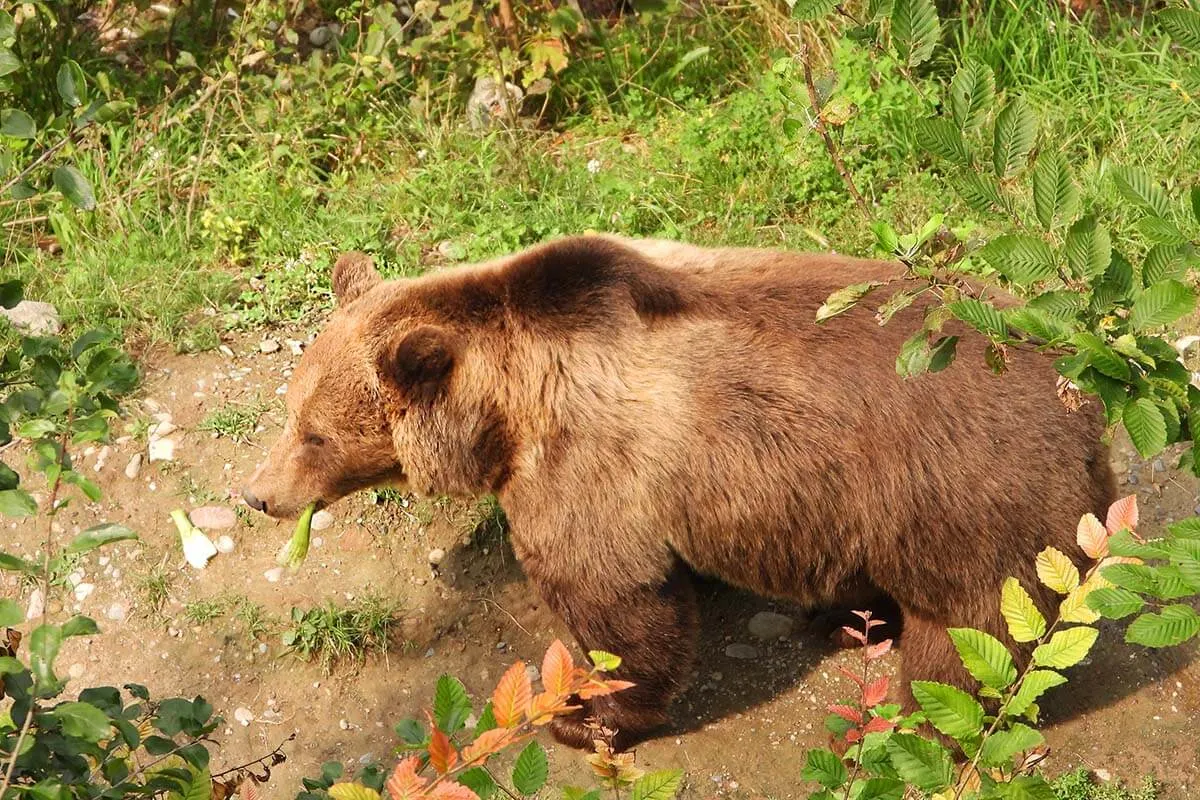 Brown bear in Bern Bear Pit