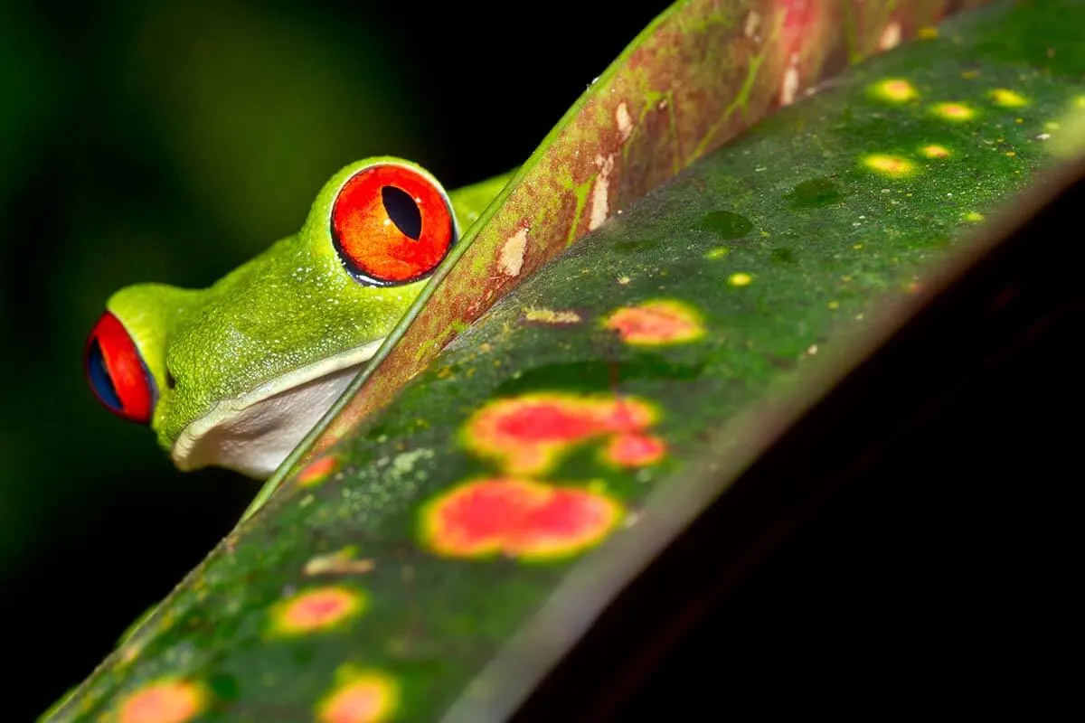 Costa Rican red eyed tree frog on a night tour in La Fortuna