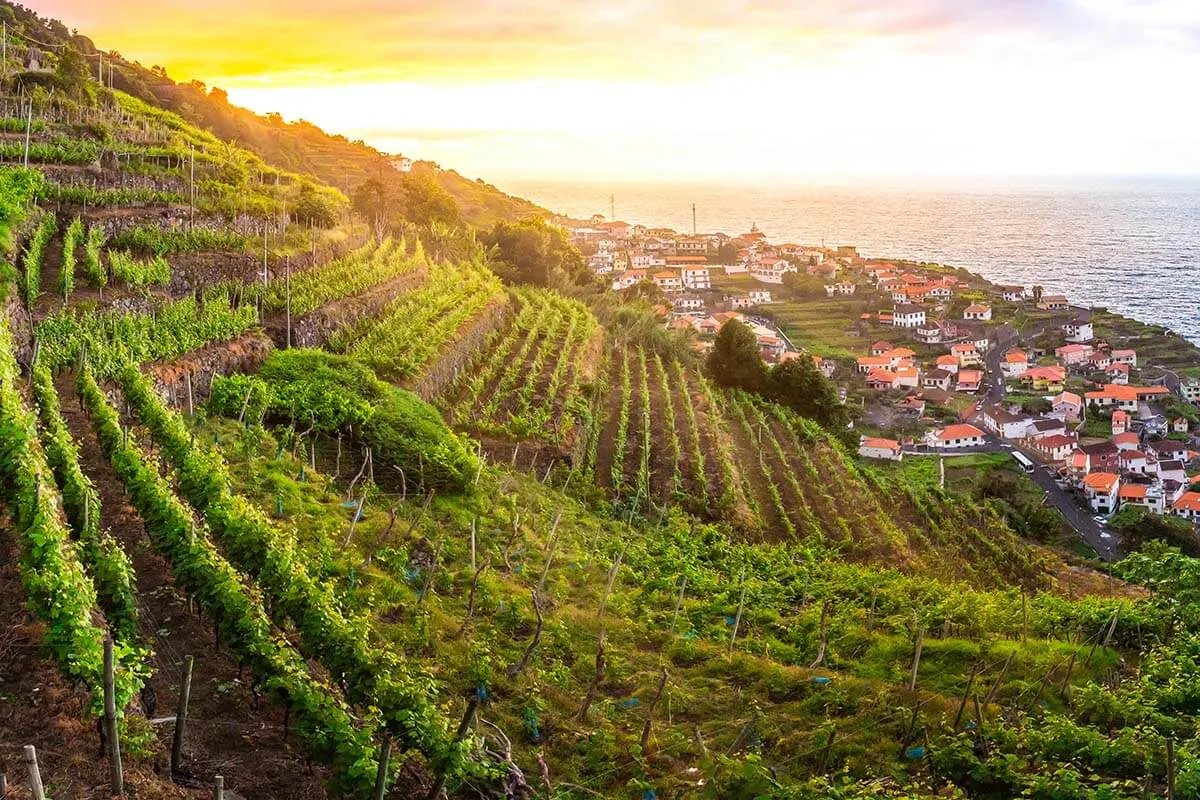 Madeira vineyards