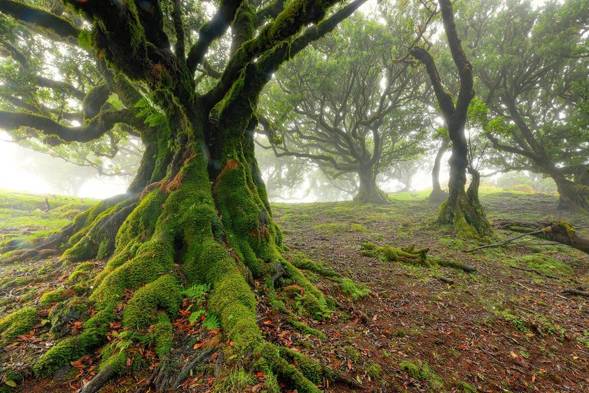 Posto Florestal Fanal in Madeira