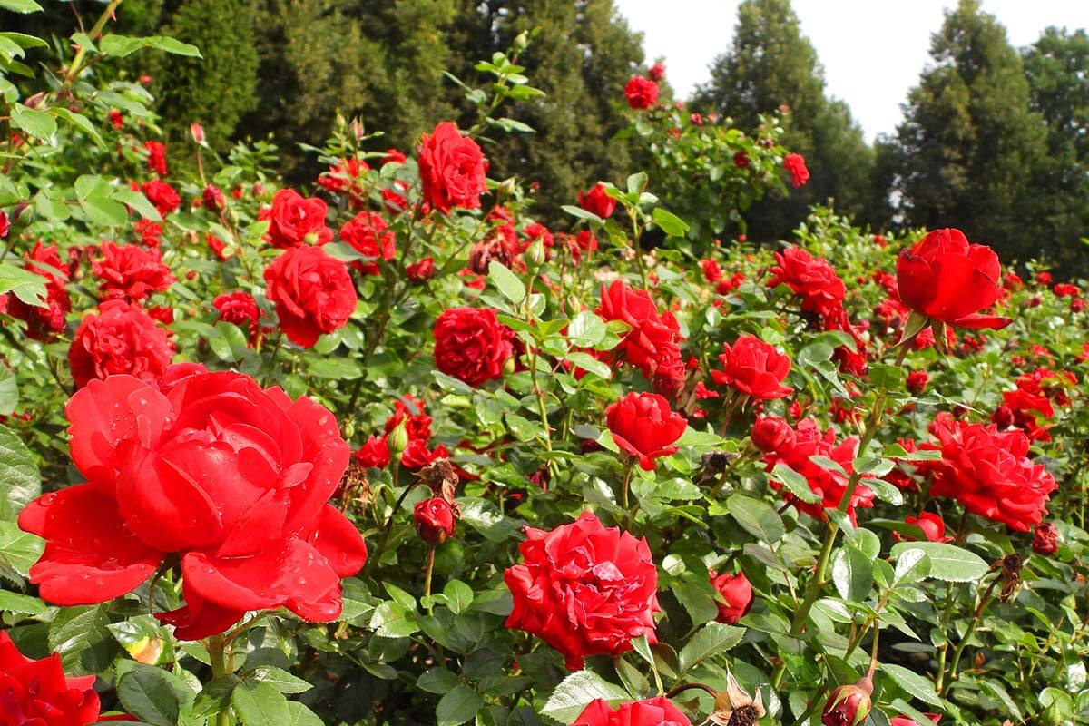 Red roses at Rosengarten park in Bern Switzerland