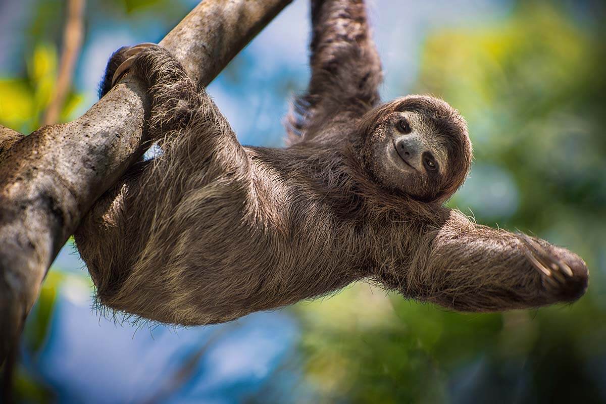 Sloth tours are among the best things to do in La Fortuna in Costa Rica