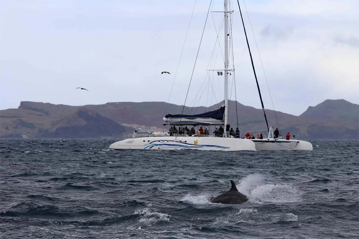 Whale and dolphin watching is one of the most popular activities in Madeira