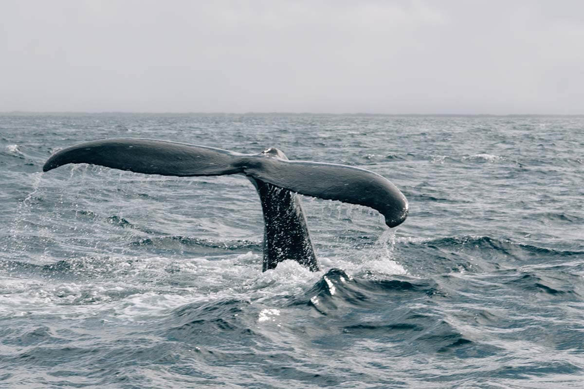 Whale watching is a popular thing to do in Madeira