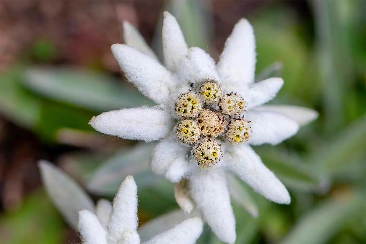 Edelweiss flower in the Swiss mountains