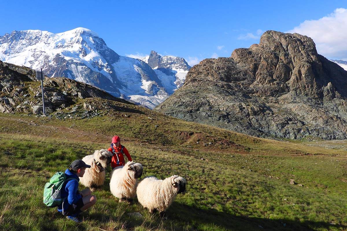Hiking in Zermatt with kids - blacknose sheep on Riffelsee Trail