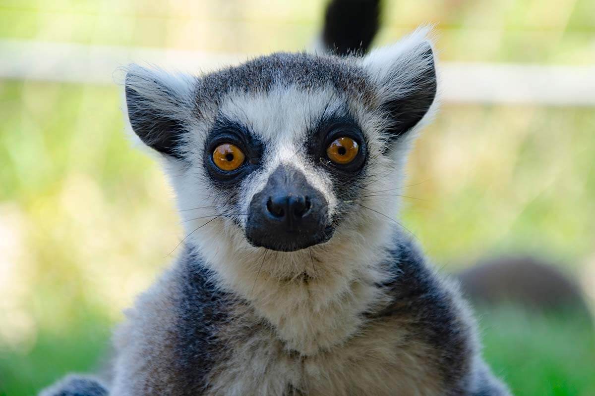 Lemur at Safari Ravenna