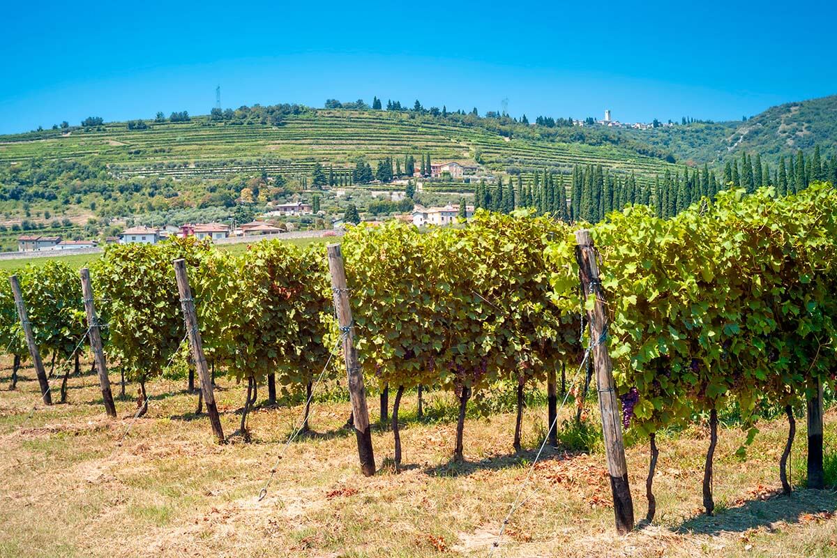Valpolicella valley vineyards near Verona in Italy