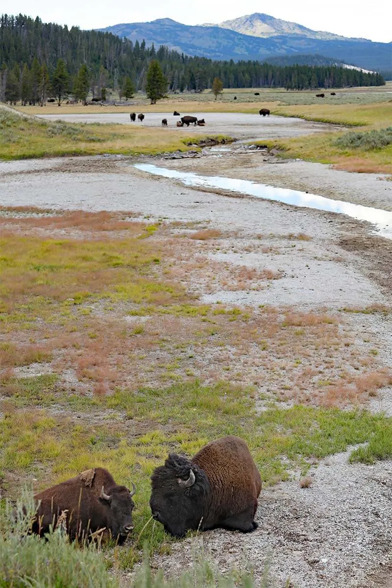 Bison in Hayden Valley along the south loop of Yellowstone National Park