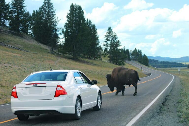 Driving Yellowstone south loop (lower loop)