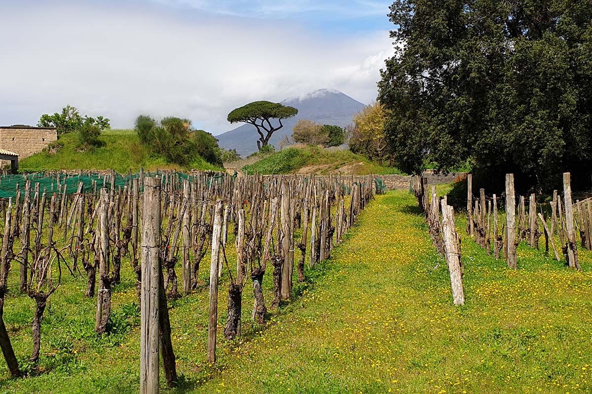 Mt Vesuvius and vineyards at Pompeii