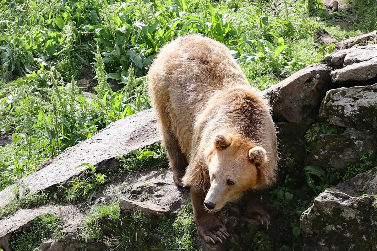 Bear at Polar Park in Northern Norway