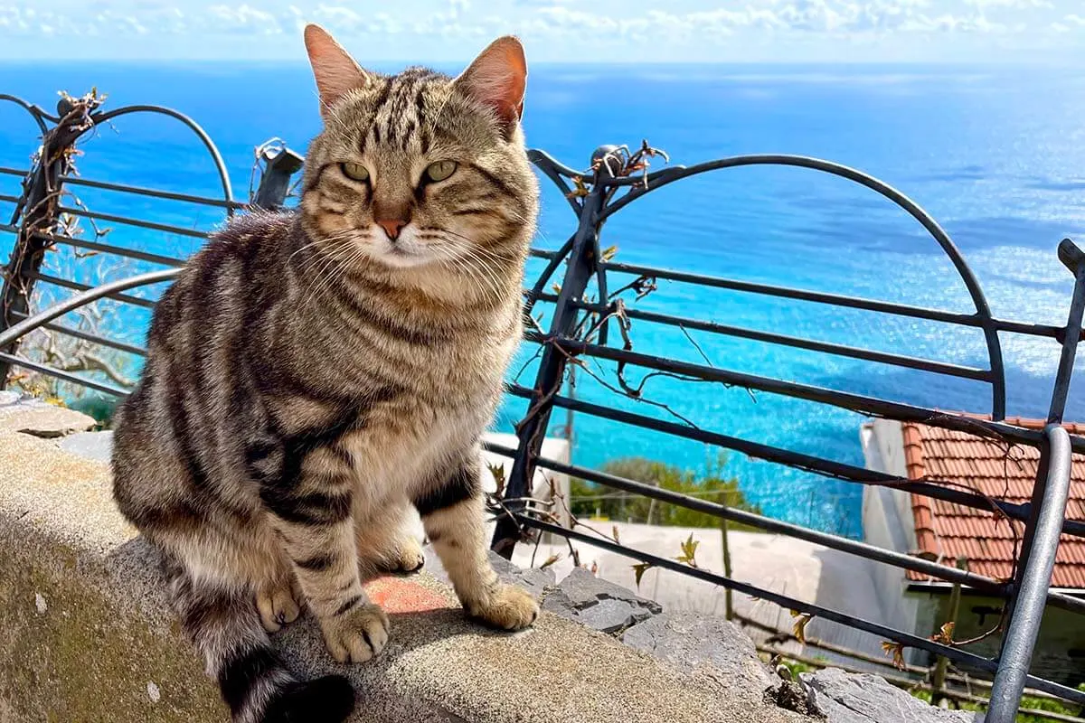 Cute cat on the Amalfi Coast in Italy