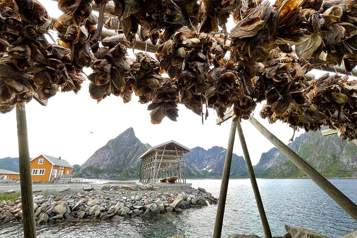 Drying fish heads in Lofoten, Northern Norway in summer