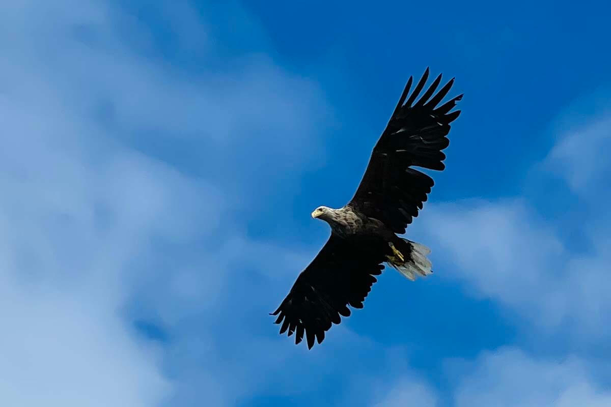 Sea eagle in Norway