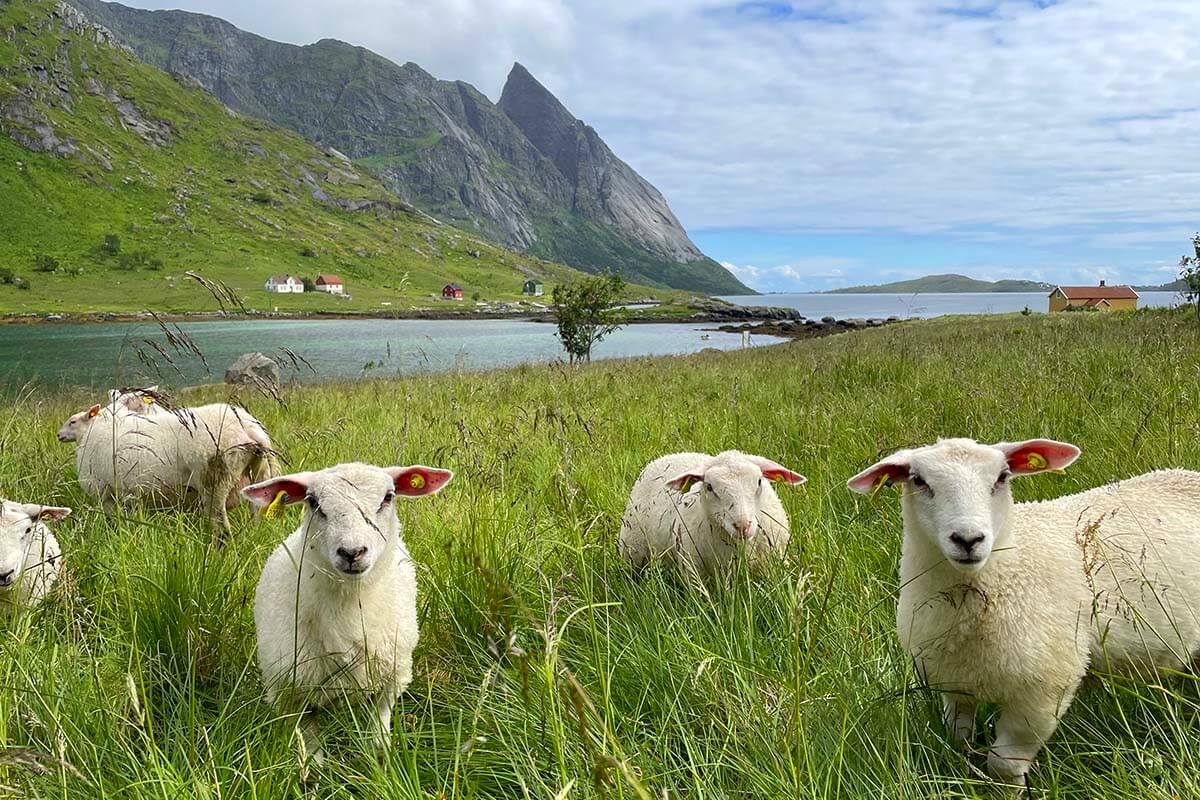 Sheep in Vindstad, North Norway
