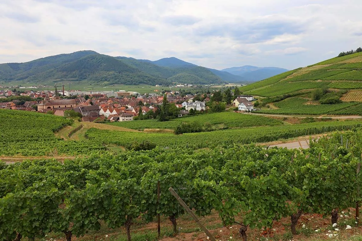 Paisaje de la ruta del vino de Alsacia en la carretera entre Turckheim y Niedermorschwihr