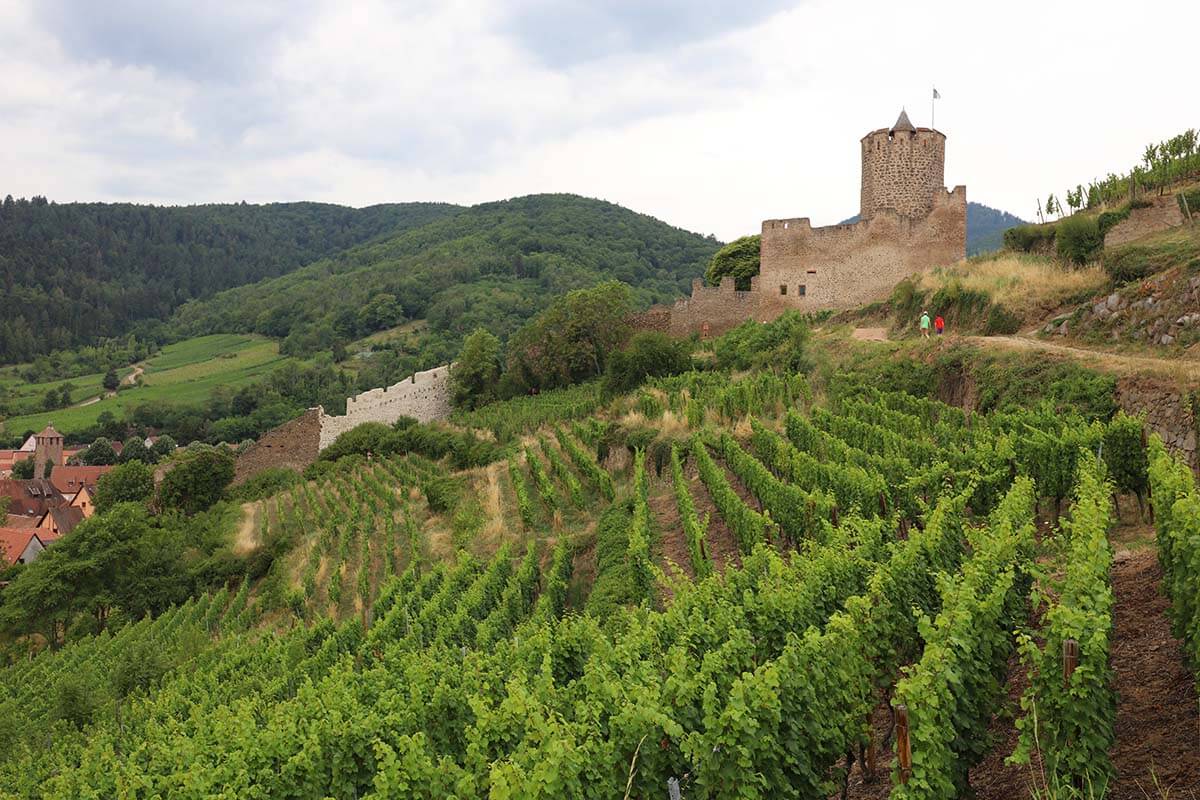 Château du Schlossberg y viñedos en Kaysersberg en la ruta del vino de Alsacia