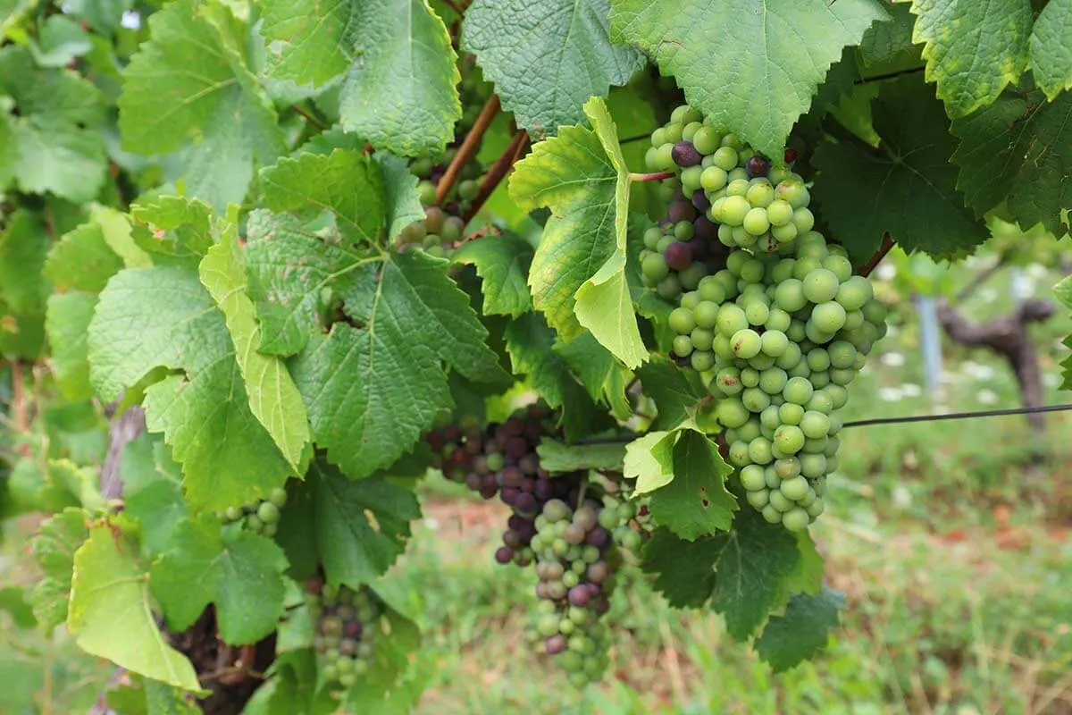 Uvas en vides en los viñedos de la ruta del vino de Alsacia en Francia
