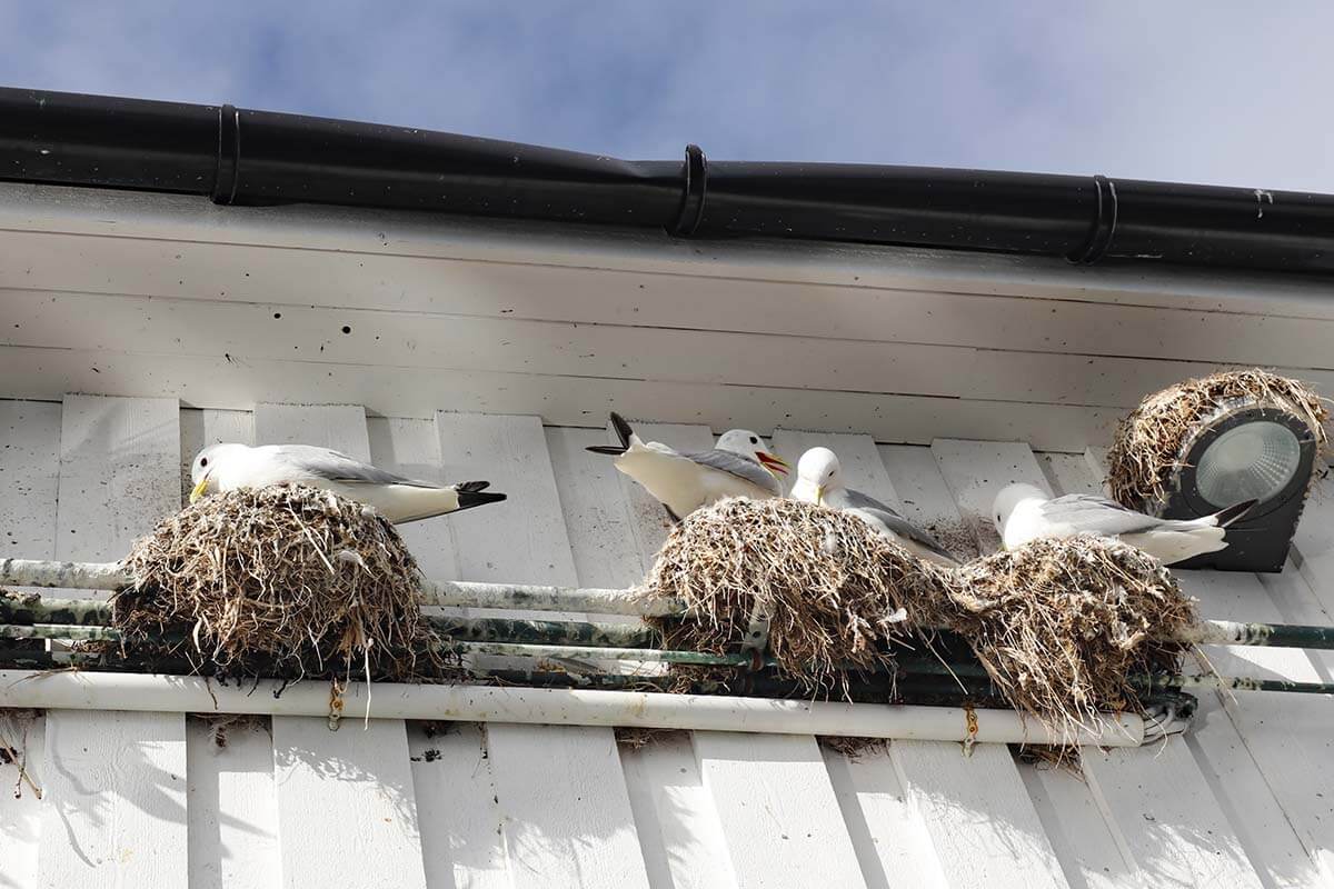 Seagull nests on the houses in Lofoten Norway