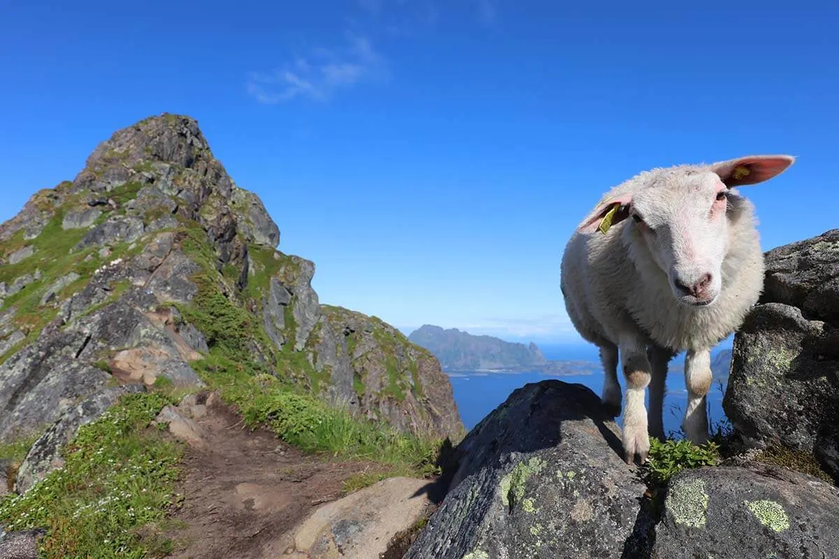 Sheep in Lofoten