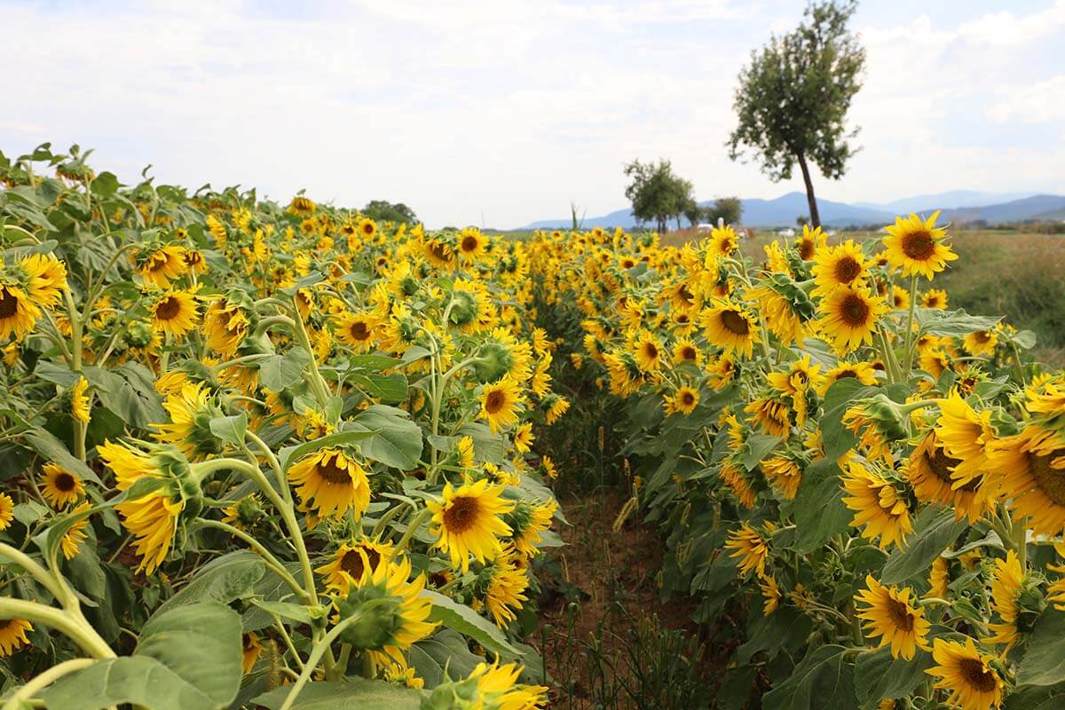 Sunflower field next to the Alsace wine road in France