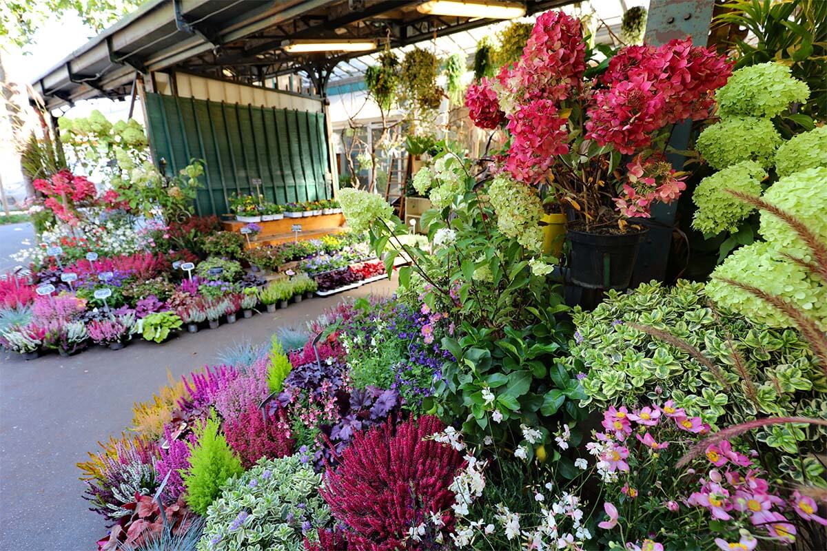 Flower market of Ile de la Cite in Paris