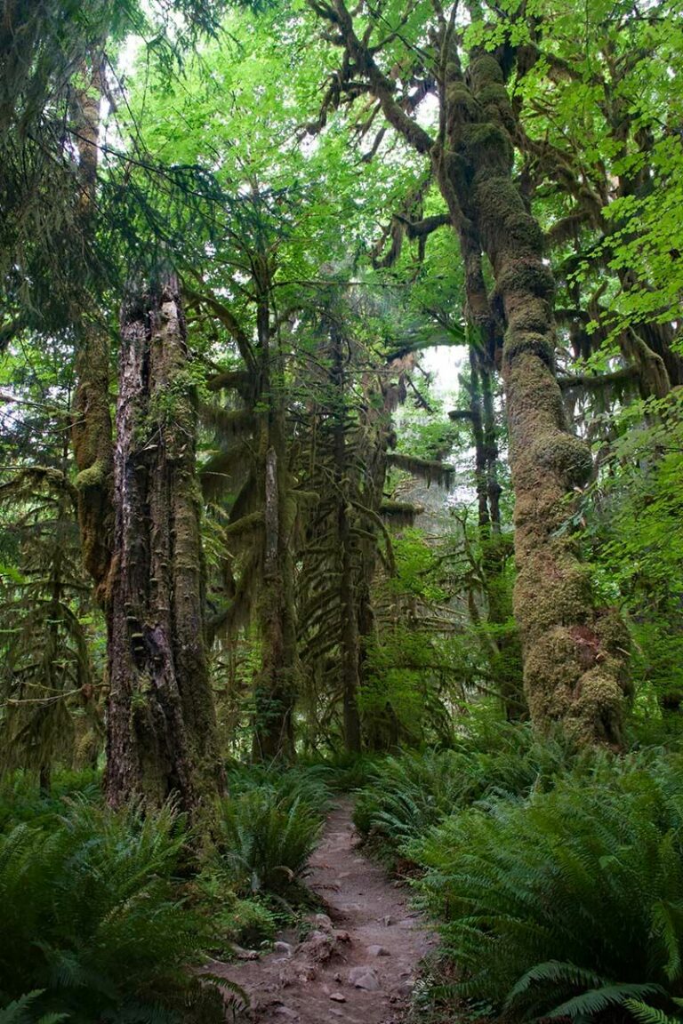 Olympic National Park Itinerary (1-3 Days) & Tips for Planning Your Visit