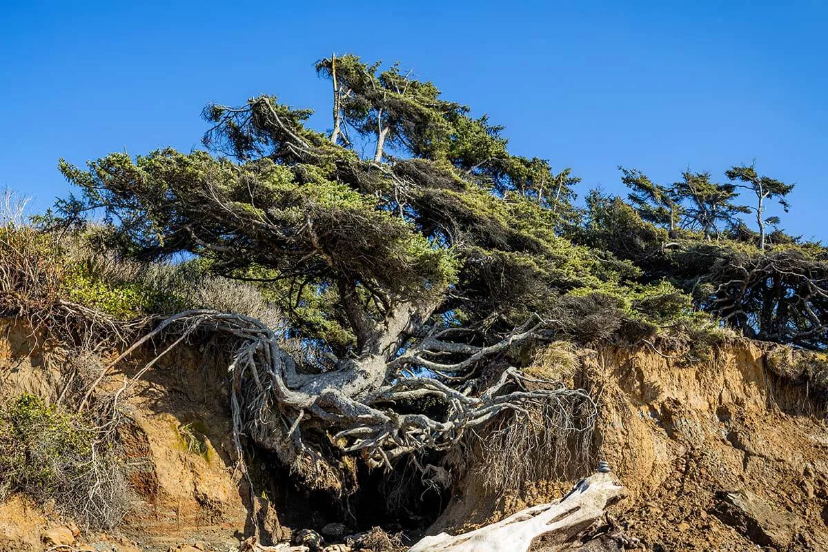 Tree of Life on Kalaloch Beach in Olympic National Park, Washington, USA