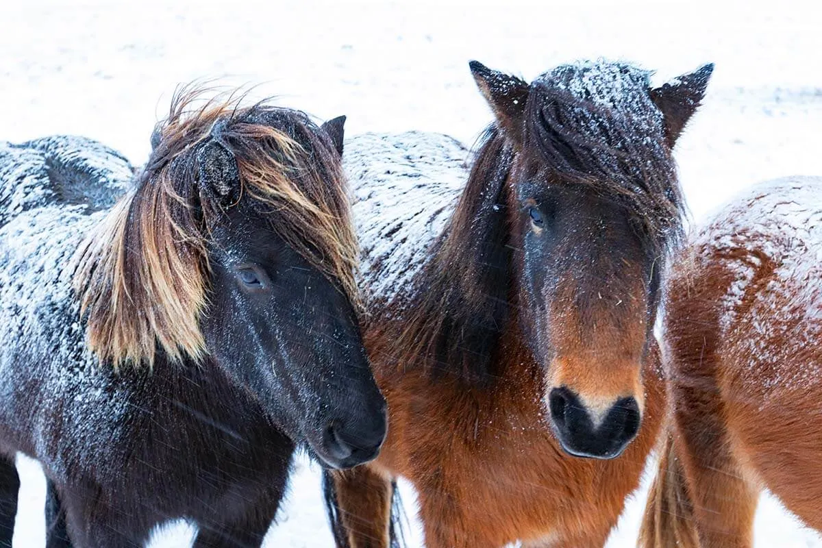 Icelandic horses in a snowstorm in winter