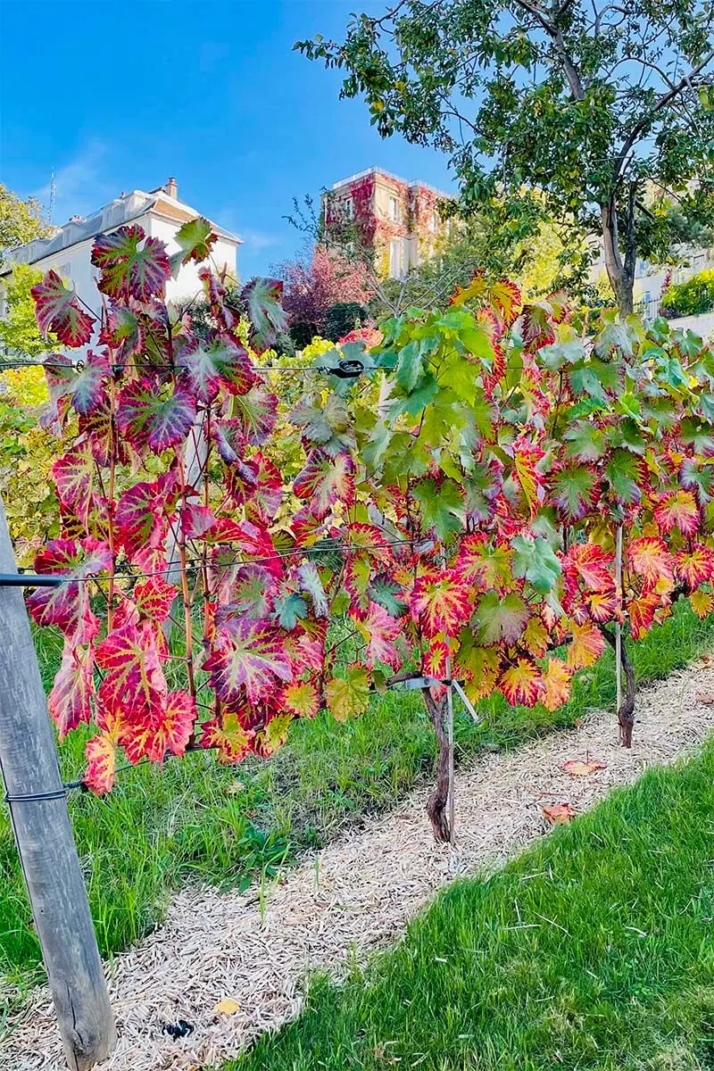 Vigne du Clos Montmartre - the vineyard of Montmartre