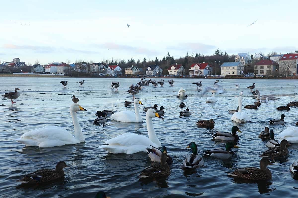 Birds on Reykjavik lake Tjornin