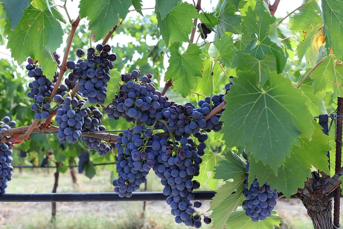 Grapes on vines in a vineyard in Montepulciano, Tuscany, Italy