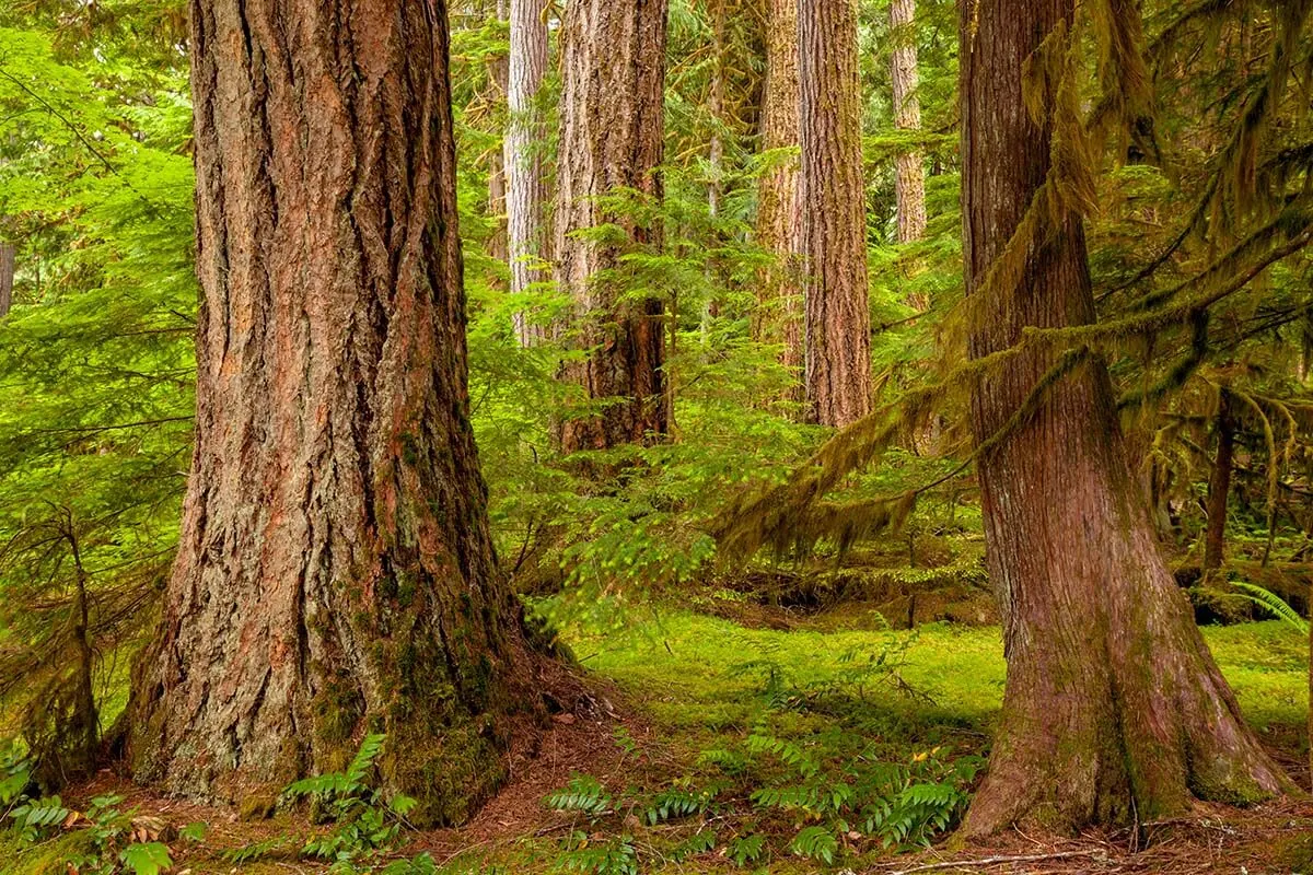 Big trees in the forest at North Cascades National Park
