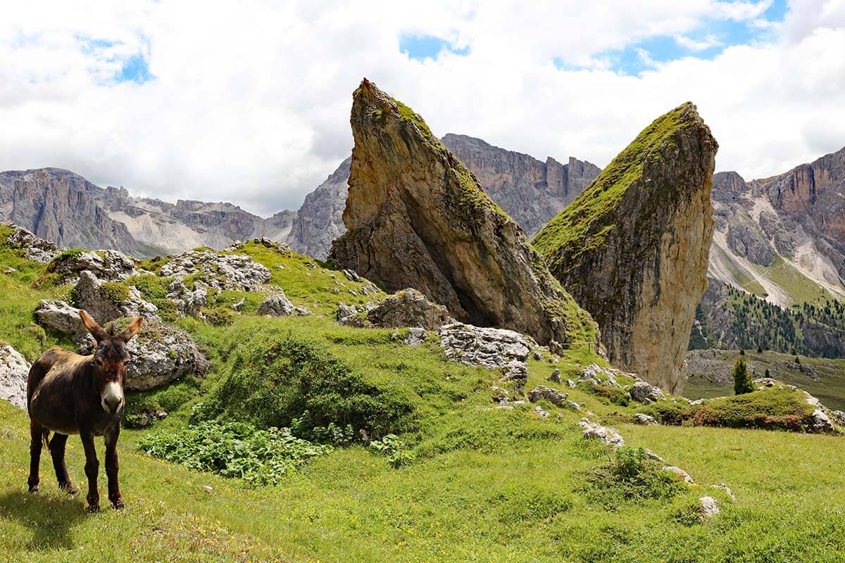 Donkey at Pieralongia mountain valley near Seceda, Val Gardena, Dolomites