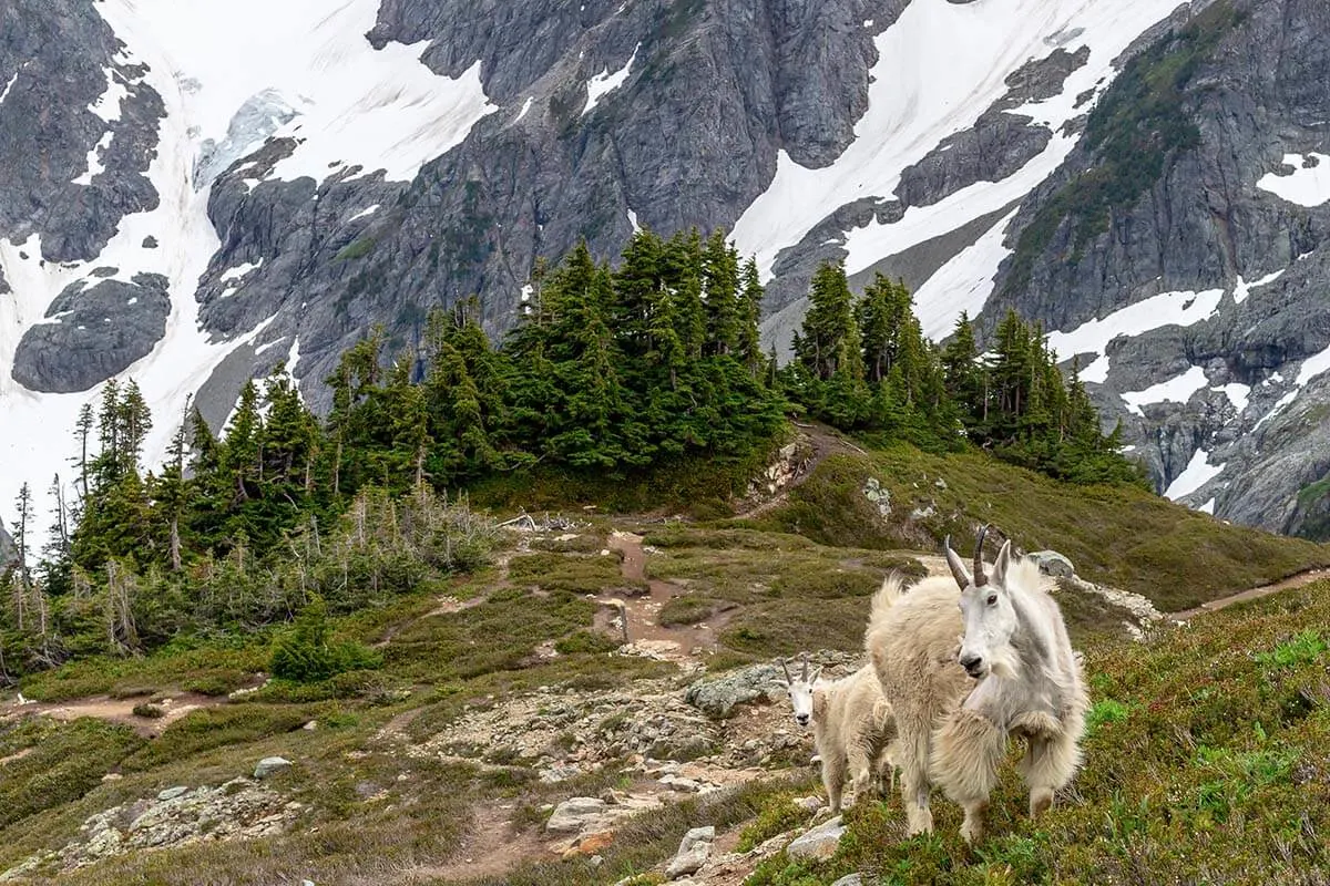 Mountain goats in North Cascades, Washington, USA