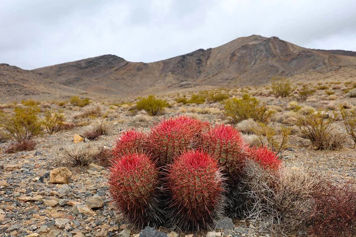 Red cactus in a desert - Death Valley, USA