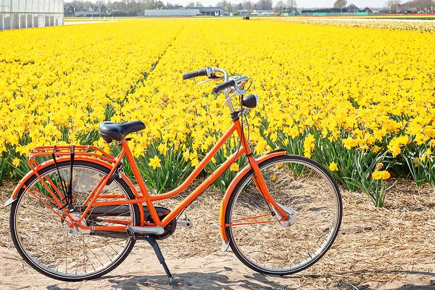 Bike tour through flower fields in the Netherlands (Lisse)