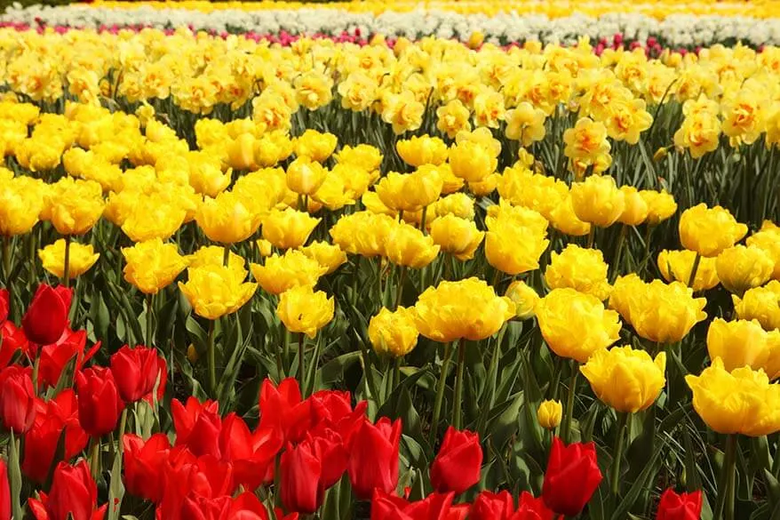 Colorful flower field near Amsterdam in the Netherlands