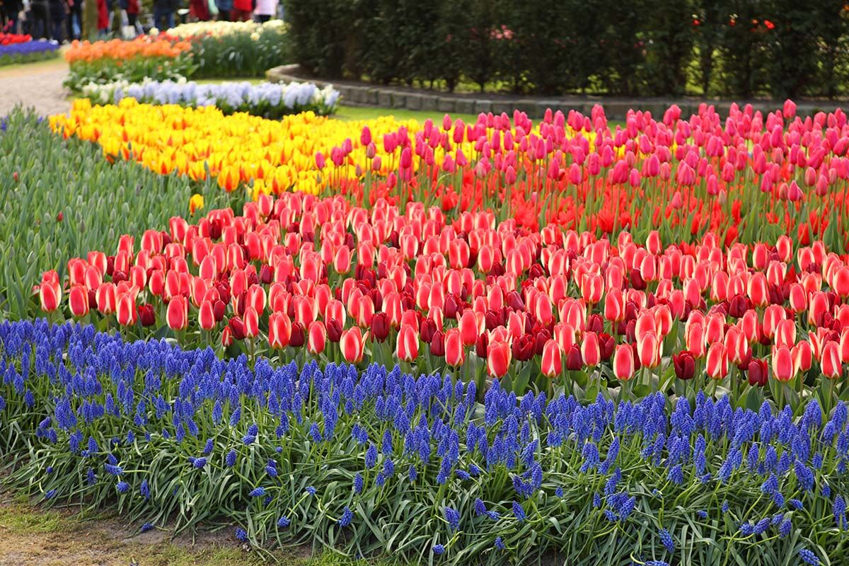 Colorful spring flowers, Keukenhof, Holland