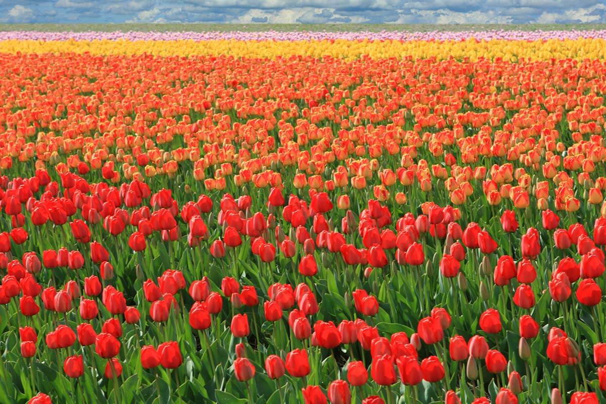 Dutch tulip fields near Keukenhof