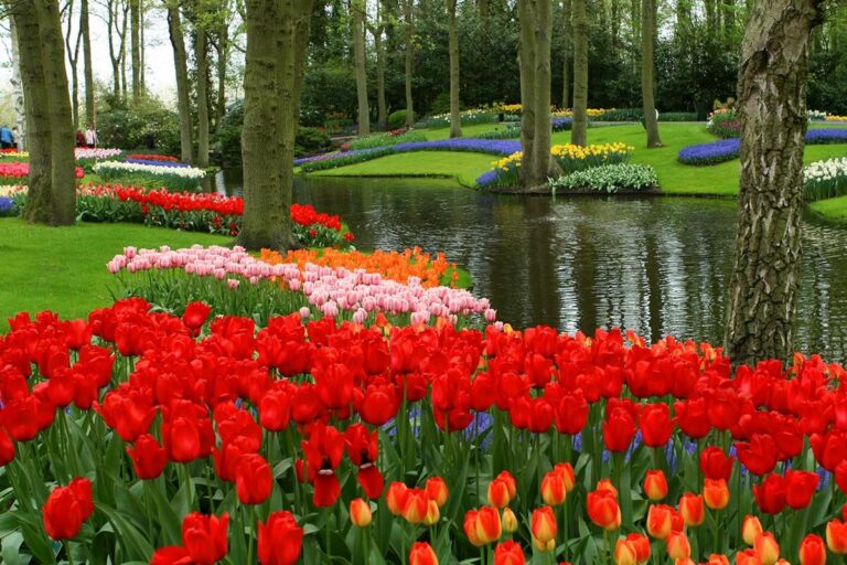  11 Tips & Tricks for Visiting Keukenhof Gardens in 2025 Illustration 