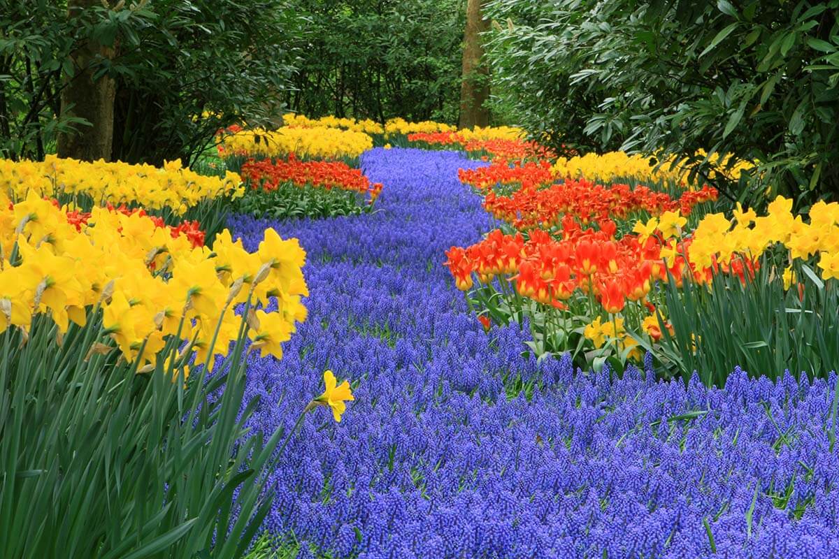 Keukenhof flower garden in the Netherlands