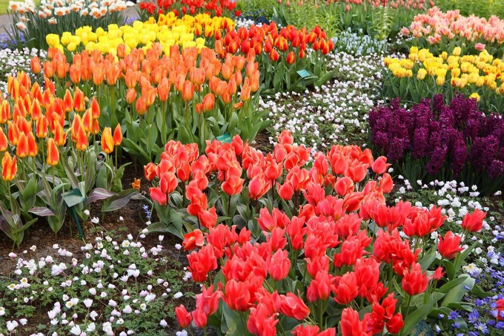 11 Tips & Tricks for Visiting Keukenhof Gardens (+ 2025 Info)