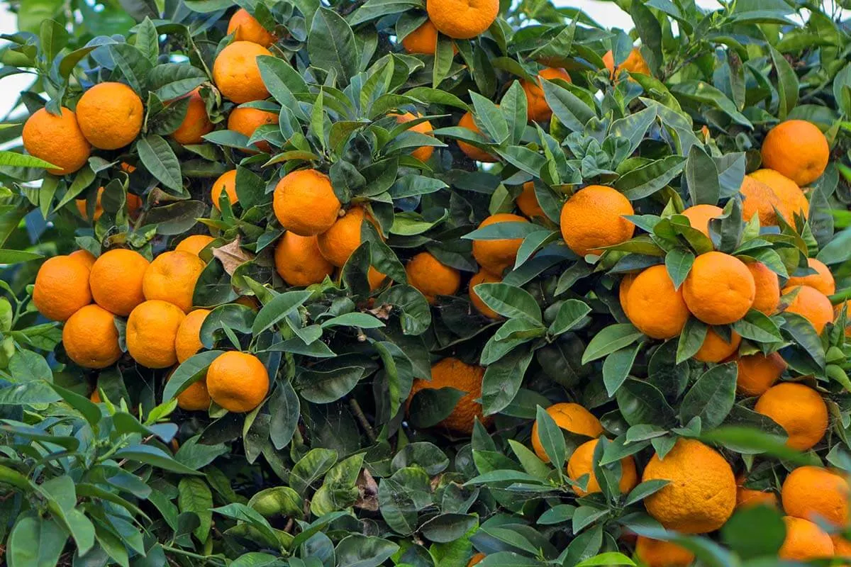 Orange trees in Silves area in the Algarve