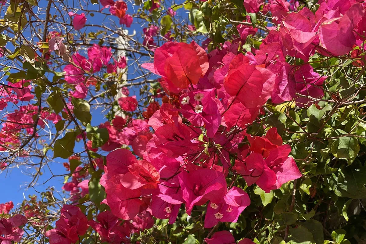 Pink bougainvillea tree blossom in Algarve